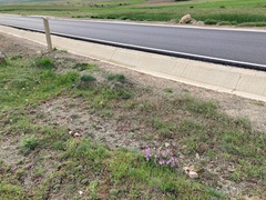 Erodium paularense