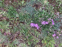 Erodium paularense