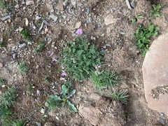 Erodium paularense