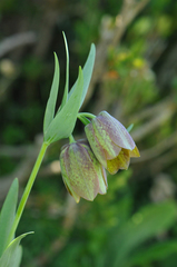 Fritillaria graeca, photograph (c) Todd Boland, some rights reserved (CC BY)