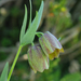 Fritillaria graeca thessala - Photo (c) Todd Boland, some rights reserved (CC BY-NC), uploaded by Todd Boland