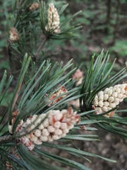 Pinus sylvestris