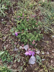 Erodium paularense