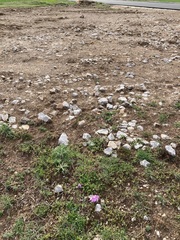 Erodium paularense