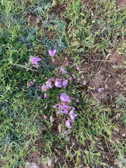 Erodium paularense