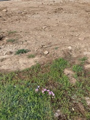 Erodium paularense