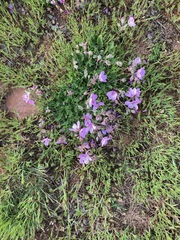 Erodium paularense