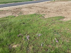 Erodium paularense