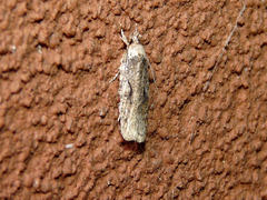Agonopterix curvilineella