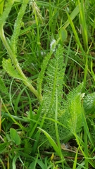 Achillea millefolium