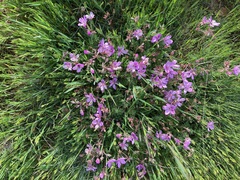 Erodium paularense