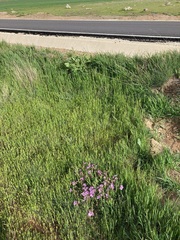 Erodium paularense