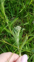 Achillea millefolium