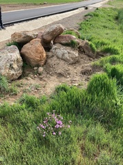 Erodium paularense