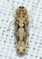 Paralimnus pulchellus