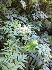 Arracacia donnell-smithii