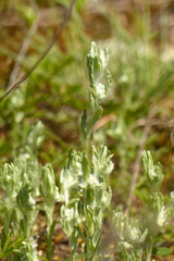 Bombycilaena erecta