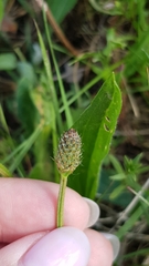 Tracheophyta