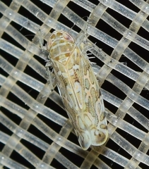 Paralimnus pulchellus