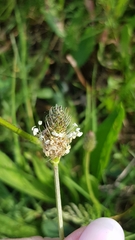 Tracheophyta