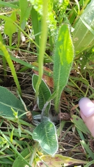 Tracheophyta