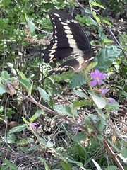 Heraclides ornythion