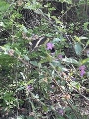 Heraclides ornythion