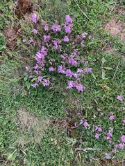 Erodium paularense