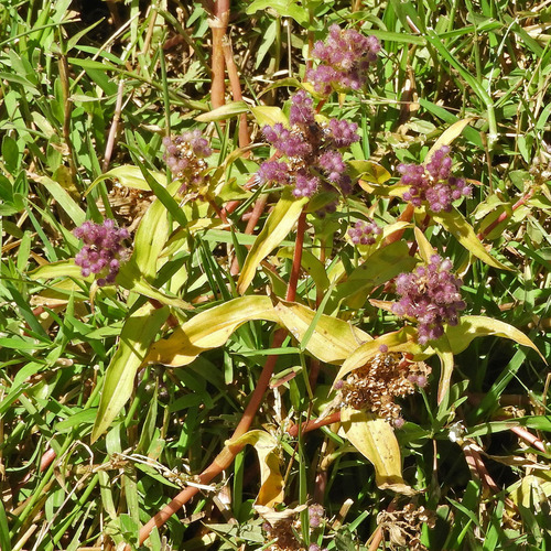 Floscopa glomerata image