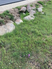 Erodium paularense
