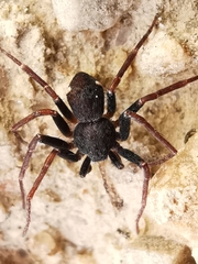 Pulchellodromus bistigma