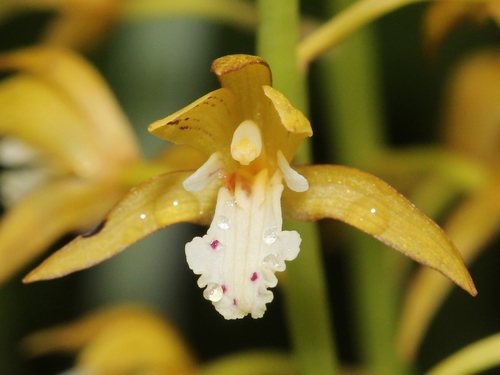 Oreorchis patens (Lindl.) Lindl.