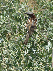 Passer domesticus