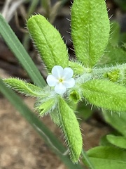 Lithospermum matamorense
