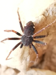 Pulchellodromus bistigma