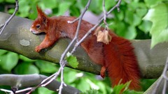Sciurus vulgaris