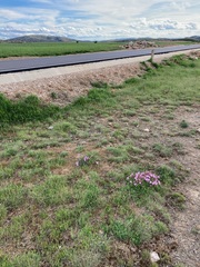 Erodium paularense