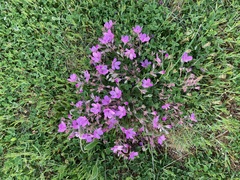 Erodium paularense