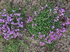 Erodium paularense