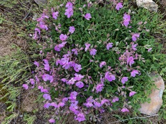 Erodium paularense