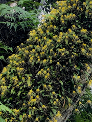 Bulbophyllum vaginatum