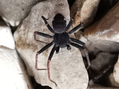 Pulchellodromus bistigma