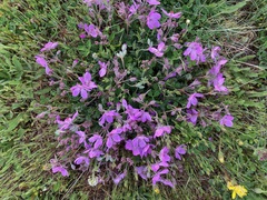 Erodium paularense