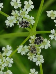 Anthrenus picturatus