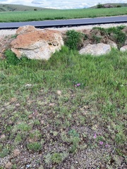 Erodium paularense