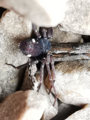 Pulchellodromus bistigma