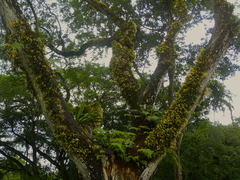 Bulbophyllum vaginatum