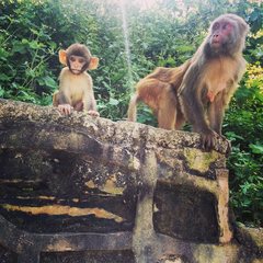 Macaca mulatta