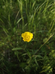 Ranunculus acris