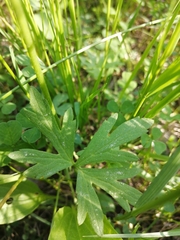 Ranunculus acris